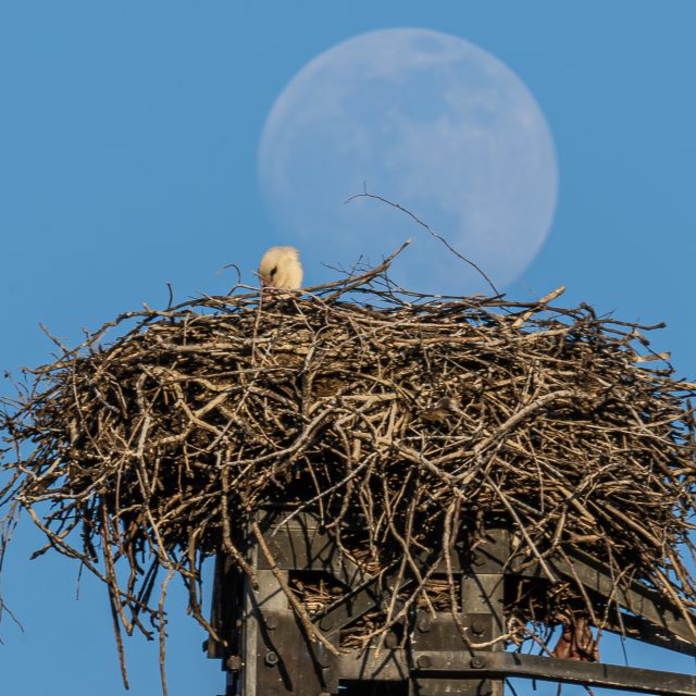 DSC_6862-Migliorato-NR